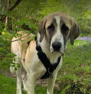 Dexter a brown and white rescue dog | 1 dog at a time rescue UK