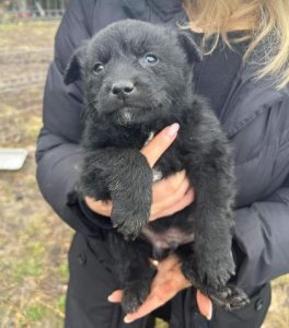 Forest a black rescue dog | 1 dog at a time rescue UK