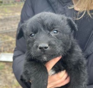 Forest a black rescue dog | 1 dog at a time rescue UK