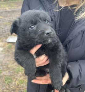 Forest a black rescue dog | 1 dog at a time rescue UK