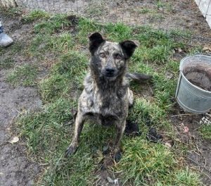 Katie a brindle rescue dog | 1 dog at a time rescue UK