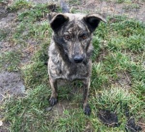 Katie a brindle rescue dog | 1 dog at a time rescue UK