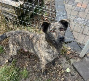 Katie a brindle rescue dog | 1 dog at a time rescue UK