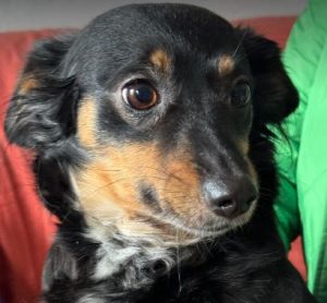 Princess a black and brown rescue dog | 1 dog at a time rescue UK