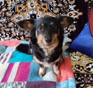 Princess a black and brown rescue dog | 1 dog at a time rescue UK