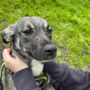 Rosa a black and brown rescue dog | 1 dog at a time rescue UK