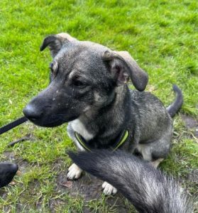 Rosa a black and brown rescue dog | 1 dog at a time rescue UK