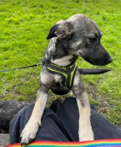 Rosa a black and brown rescue dog | 1 dog at a time rescue UK