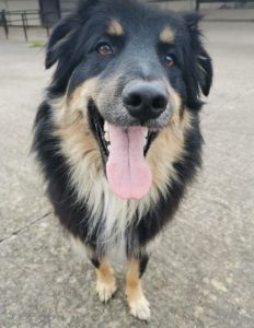 Woody a black and tan Romanian rescue dog | 1 Dog at a Time Rescue UK