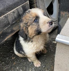 Amos a brown and white rescue dog | 1 dog at a time rescue UK