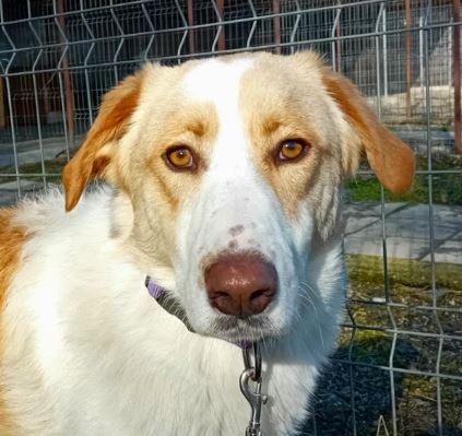 Archie a cream rescue dog | 1 dog at a time rescue UK