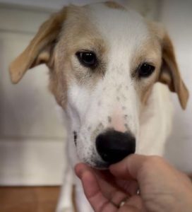 Asher a cream rescue dog | 1 dog at a time rescue UK