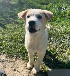 Asher a cream rescue dog | 1 dog at a time rescue UK