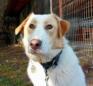 Asher a cream rescue dog | 1 dog at a time rescue UK