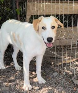 Asher a cream rescue dog | 1 dog at a time rescue UK