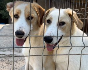 Asher a cream rescue dog | 1 dog at a time rescue UK