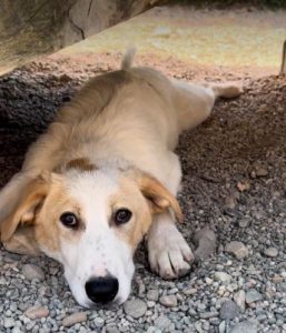 Asher a cream rescue dog | 1 dog at a time rescue UK