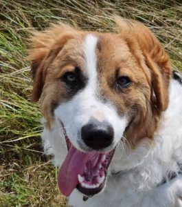 Chester a brown and white rescue dog | 1 dog at a time rescue UK