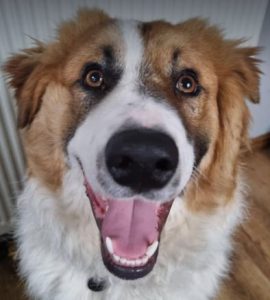 Chester a brown and white rescue dog | 1 dog at a time rescue UK