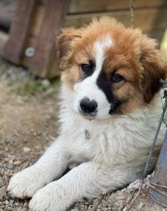 Chester a brown and white rescue dog | 1 dog at a time rescue UK