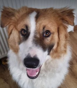 Chester a brown and white rescue dog | 1 dog at a time rescue UK