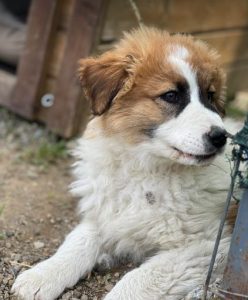 Chester a brown and white rescue dog | 1 dog at a time rescue UK