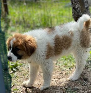 Chester a brown and white rescue dog | 1 dog at a time rescue UK