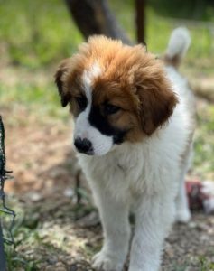 Chester a brown and white rescue dog | 1 dog at a time rescue UK