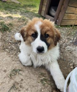 Chester a brown and white rescue dog | 1 dog at a time rescue UK