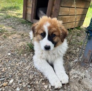 Chester a brown and white rescue dog | 1 dog at a time rescue UK