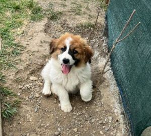 Chester a brown and white rescue dog | 1 dog at a time rescue UK