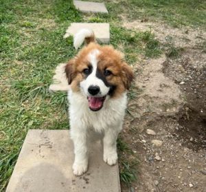 Chester a brown and white rescue dog | 1 dog at a time rescue UK