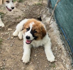 Chester a brown and white rescue dog | 1 dog at a time rescue UK