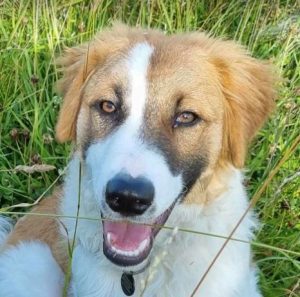 Chester a brown and white rescue dog | 1 dog at a time rescue UK