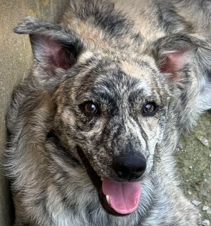 Frodo a brindle rescue dog | 1 dog at a time rescue UK