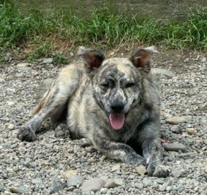 Frodo a brindle rescue dog | 1 dog at a time rescue UK