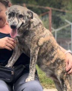 Frodo a brindle rescue dog | 1 dog at a time rescue UK