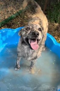 Frodo a brindle rescue dog | 1 dog at a time rescue UK