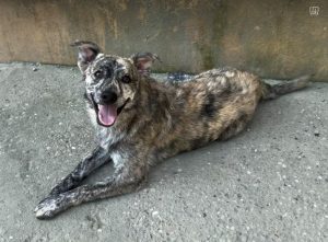 Frodo a brindle rescue dog | 1 dog at a time rescue UK