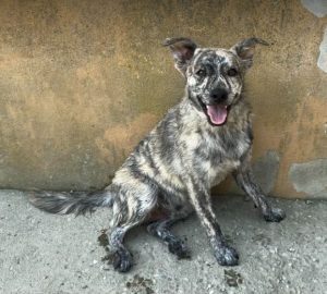 Frodo a brindle rescue dog | 1 dog at a time rescue UK