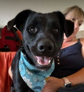 Nemo a black rescue dog | 1 dog at a time rescue UK