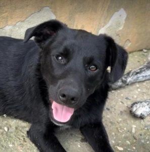 Nemo a black rescue dog | 1 dog at a time rescue UK