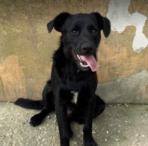 Nemo a black rescue dog | 1 dog at a time rescue UK