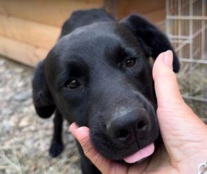 Nemo a black rescue dog | 1 dog at a time rescue UK