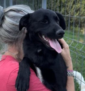 Nemo a black rescue dog | 1 dog at a time rescue UK