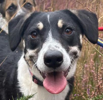 Pepper a black and white rescue dog | 1 dog at a time rescue UK