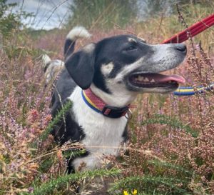 Pepper a black and white rescue dog | 1 dog at a time rescue UK