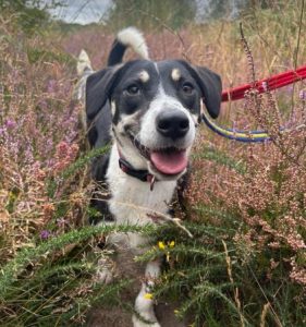 Pepper a black and white rescue dog | 1 dog at a time rescue UK