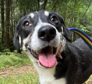 Pepper a black and white rescue dog | 1 dog at a time rescue UK