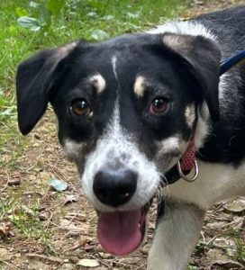 Pepper a black and white rescue dog | 1 dog at a time rescue UK